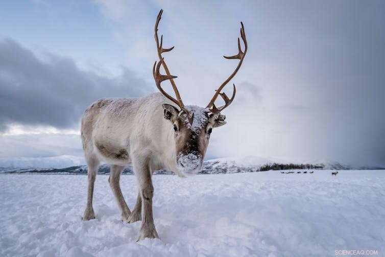 How Reindeer Adapt Their Eyes for Superior Winter Vision
