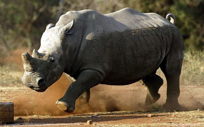 White Rhinos Make Historic Return to Mozambique s Zinave National Park After Four Decades