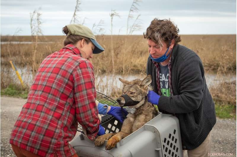 Red Wolf DNA in Coyote Hybrids Could Unlock New Strategies to Save the Endangered Species
