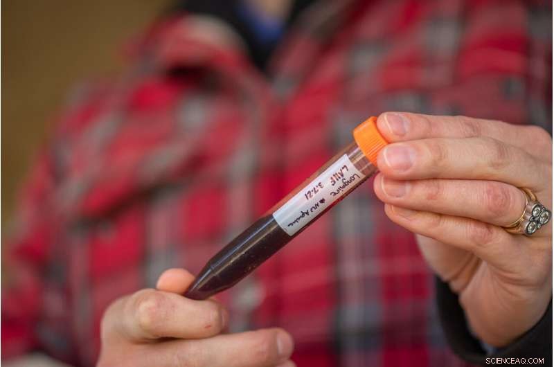 Red Wolf DNA in Coyote Hybrids Could Unlock New Strategies to Save the Endangered Species