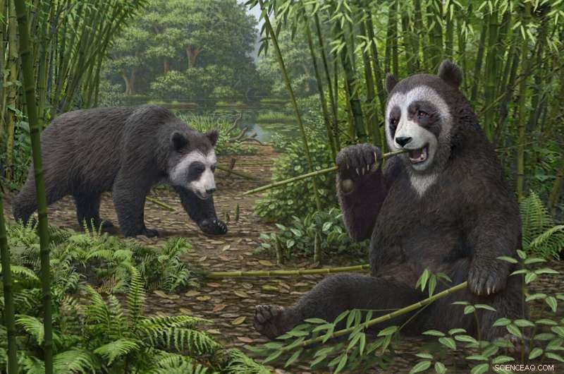 Six Million Years Ago: How Ancient Pandas Evolved a Specialized Thumb to Harvest Bamboo