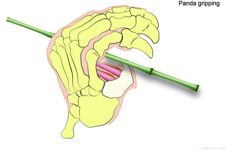 Six Million Years Ago: How Ancient Pandas Evolved a Specialized Thumb to Harvest Bamboo