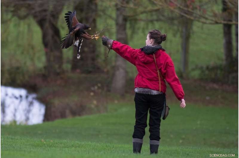 Using Hawk Perching Mechanics to Enhance Drone Landing Systems