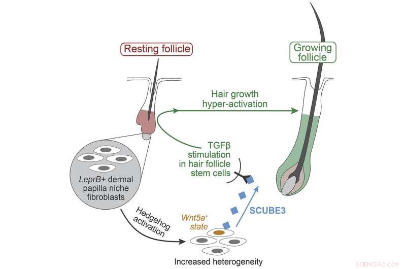 New Protein SCUBE3 Promises Powerful Hair Growth Therapy