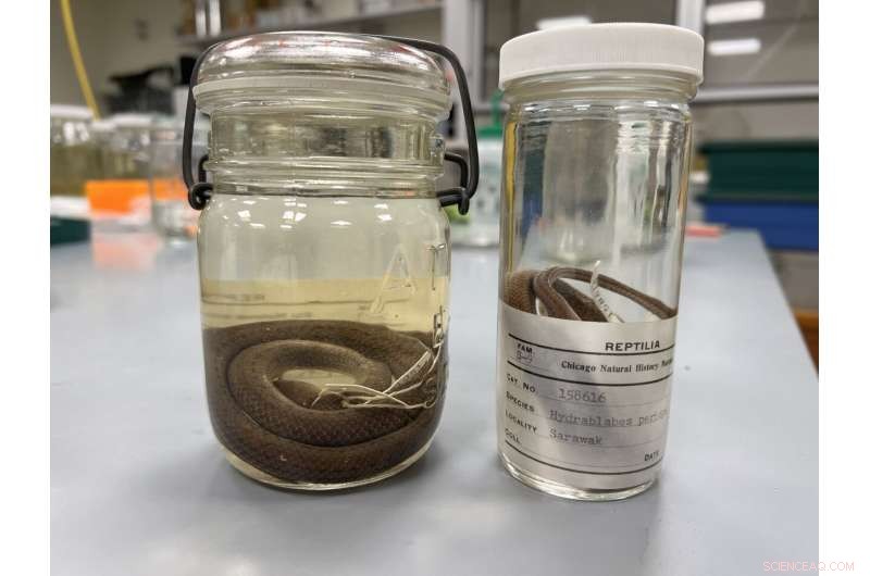Unlocking DNA from Decades‑Old Pickled Snakes: Field Museum s Hidden Repository