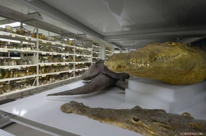 Unlocking DNA from Decades‑Old Pickled Snakes: Field Museum s Hidden Repository