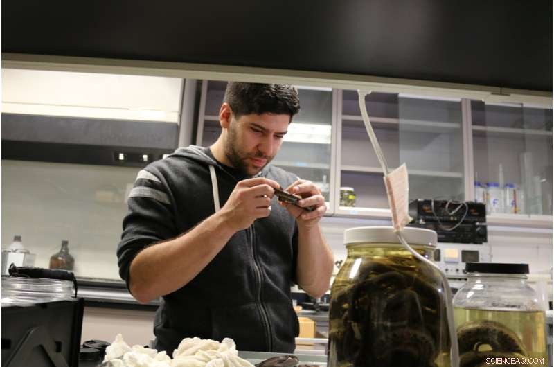 Unlocking DNA from Decades‑Old Pickled Snakes: Field Museum s Hidden Repository