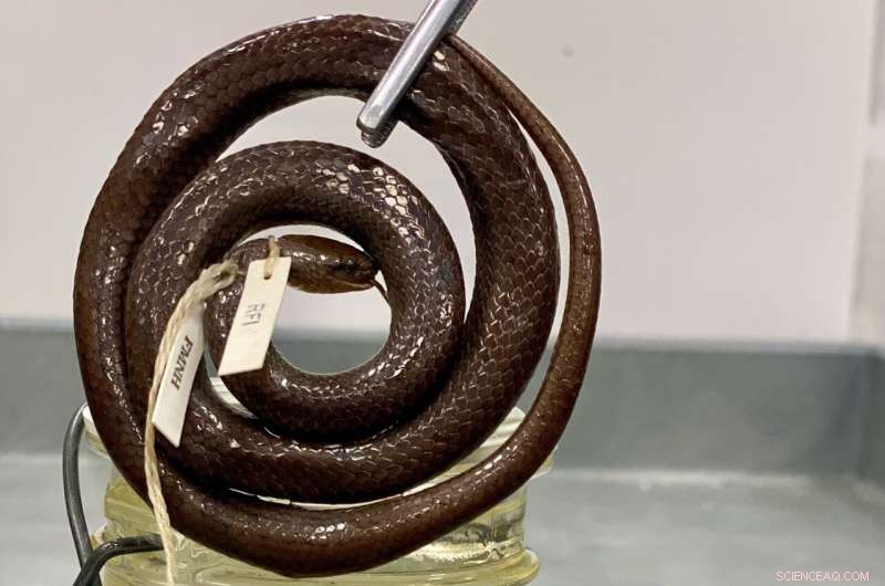 Unlocking DNA from Decades‑Old Pickled Snakes: Field Museum s Hidden Repository