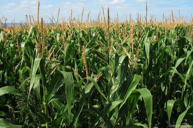 Maize Gains High-Altitude Adaptation from Borrowed Gene Originating in Wild Teosinte