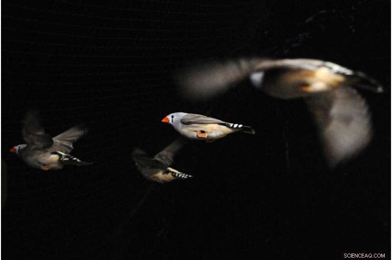 Zebra Finches Use Vision & Vocal Signals for Precise 3‑D Flight Coordination in Wind‑Tunnel Studies