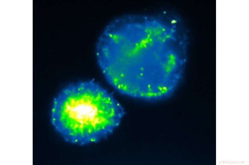 Enhancing Wellbeing Through Multicellular Life Cycles