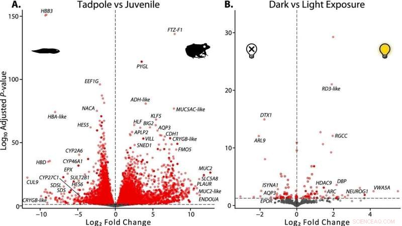 Tadpoles Experience Dramatic Vision Changes During Frogs  Metamorphosis