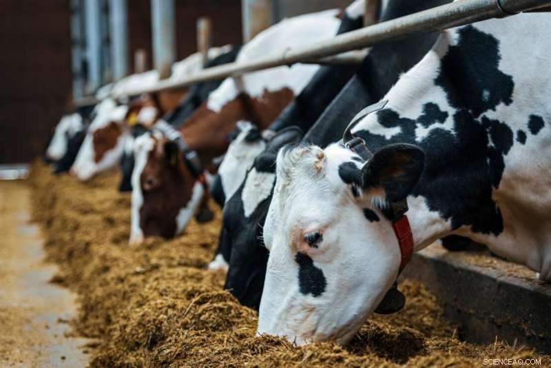 Turning CO₂ into Sustainable Protein for Advanced Animal Feed