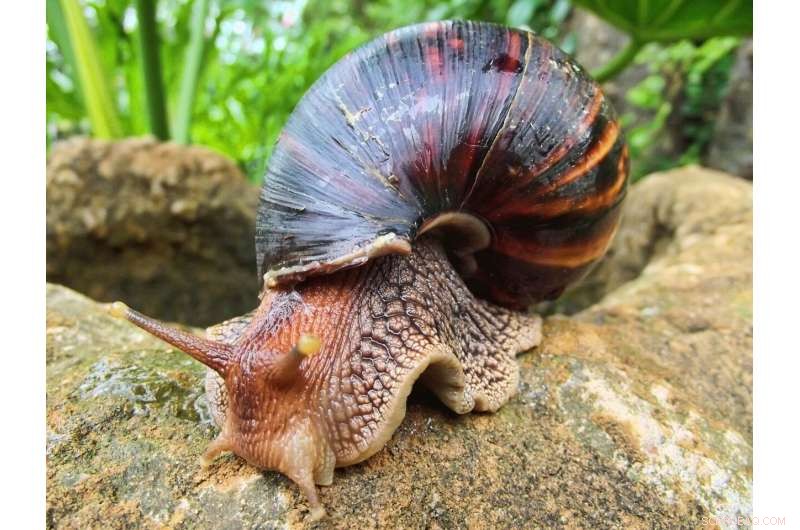 Pasco County Warns of Invasive Giant African Land Snails