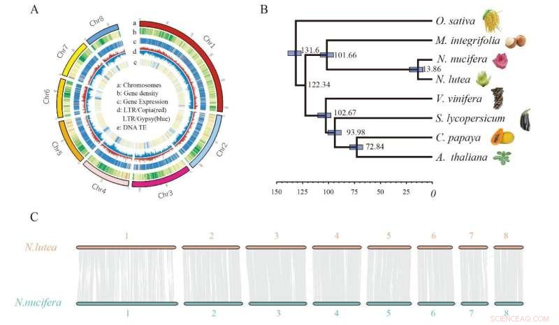Comparative Genomic Analysis of American and Asian Lotus Reveals Evolutionary Insights