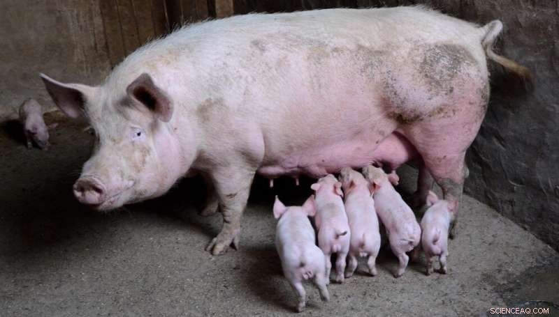 Coconut Water Enhances Pig Artificial Insemination, Boosting Breeding and Meat Quality