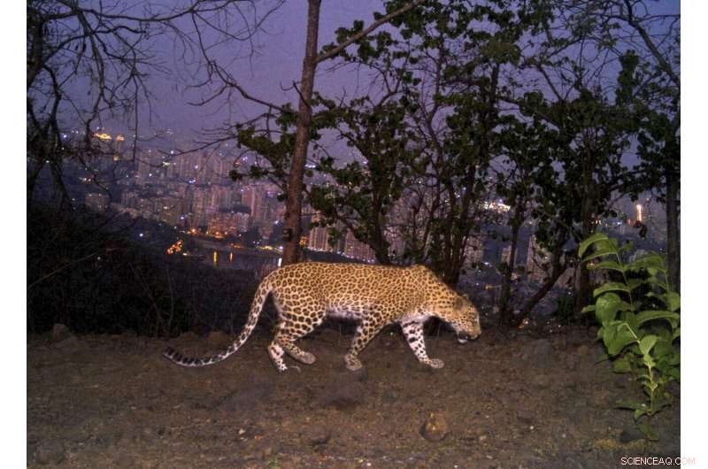 Urban Wilds: Mountain Lions of LA and Leopards of Mumbai