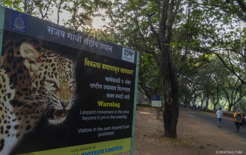 Urban Wilds: Mountain Lions of LA and Leopards of Mumbai