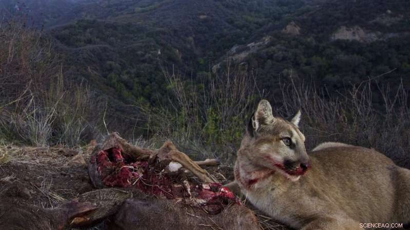 Urban Wilds: Mountain Lions of LA and Leopards of Mumbai