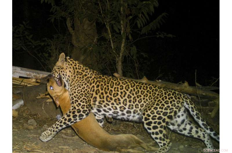 Urban Wilds: Mountain Lions of LA and Leopards of Mumbai
