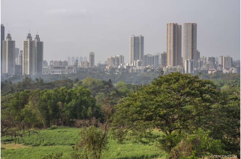 Urban Wilds: Mountain Lions of LA and Leopards of Mumbai