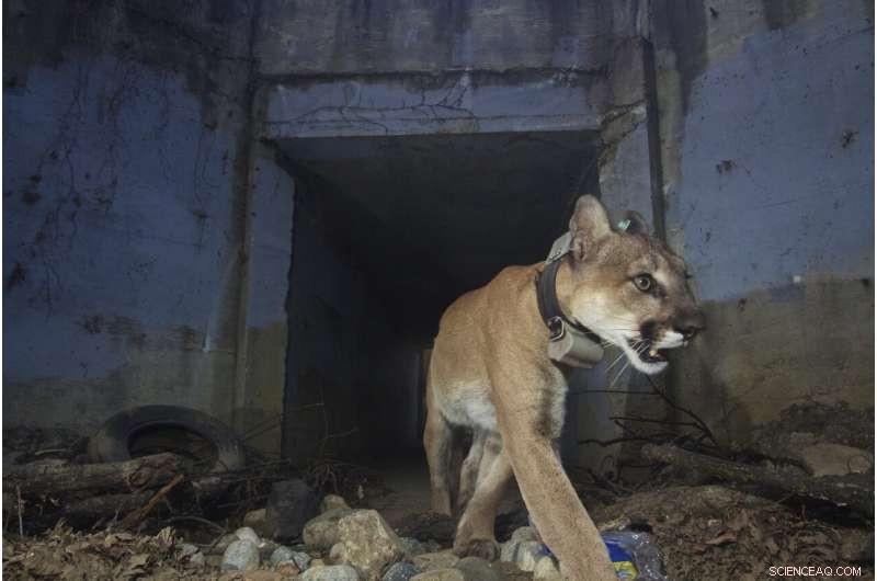 Urban Wilds: Mountain Lions of LA and Leopards of Mumbai