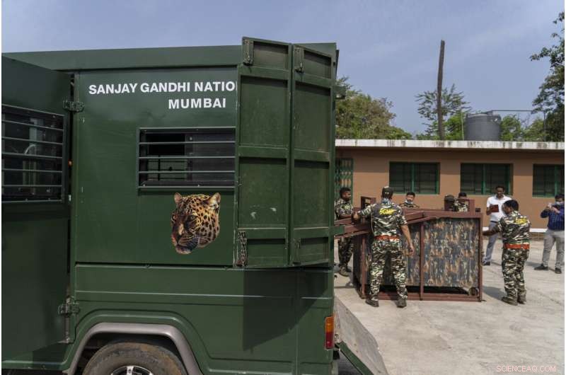 Urban Wilds: Mountain Lions of LA and Leopards of Mumbai