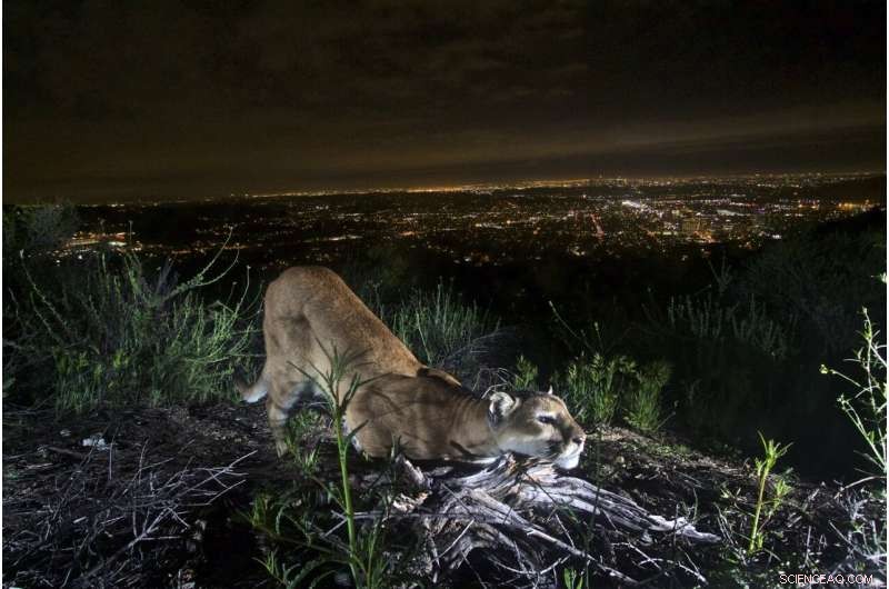 Urban Wilds: Mountain Lions of LA and Leopards of Mumbai