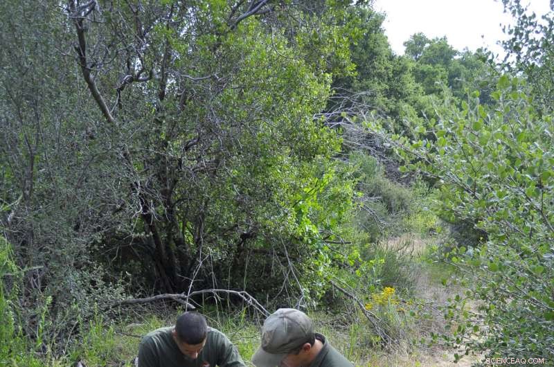 Urban Wilds: Mountain Lions of LA and Leopards of Mumbai