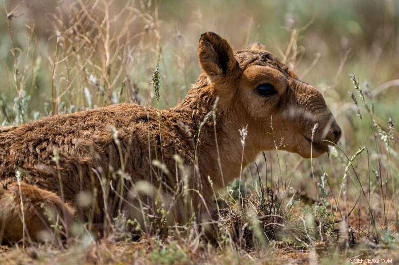 Kazakhstan Considers Saiga Antelope Cull Amid Population Surge, Citing Agricultural Threats