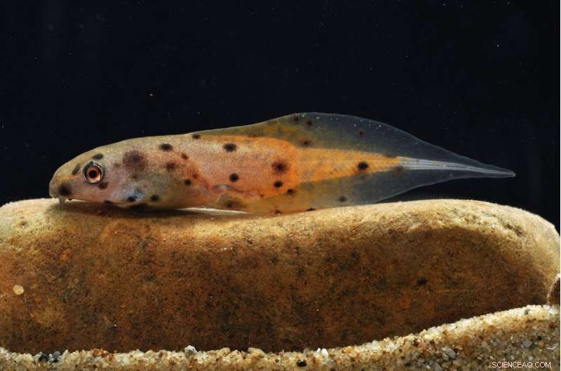 Researchers Publish Comprehensive Guide on Borneo Tadpoles