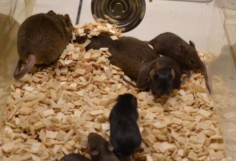 2021 Animal Research Statistics Released by The Francis Crick Institute