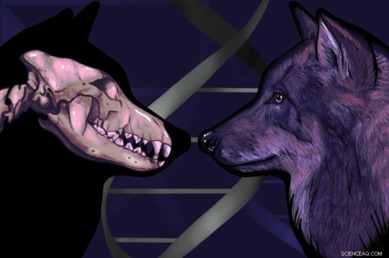 Ice Age Wolf DNA Uncovers Dual Wolf Lineages in Dog Ancestry