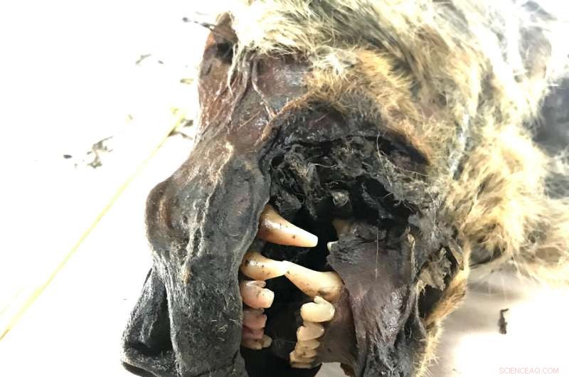 Ice Age Wolf DNA Uncovers Dual Wolf Lineages in Dog Ancestry