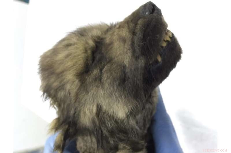 Ice Age Wolf DNA Uncovers Dual Wolf Lineages in Dog Ancestry