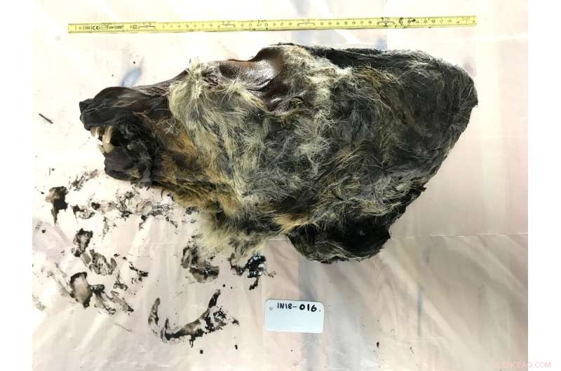 Ice Age Wolf DNA Uncovers Dual Wolf Lineages in Dog Ancestry