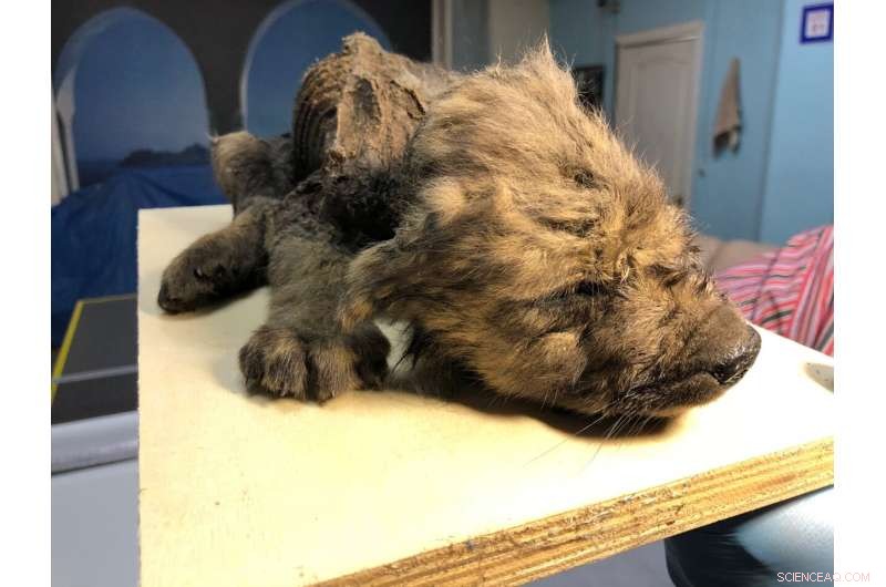 Ice Age Wolf DNA Uncovers Dual Wolf Lineages in Dog Ancestry