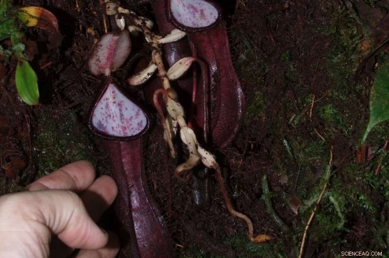 New Pitcher Plant Species Reveals Underground Carnivorous Feeding in Borneo
