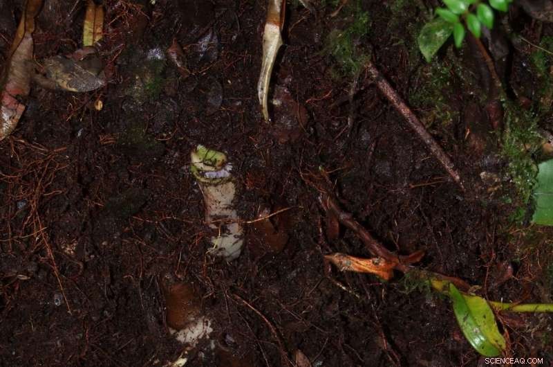 New Pitcher Plant Species Reveals Underground Carnivorous Feeding in Borneo