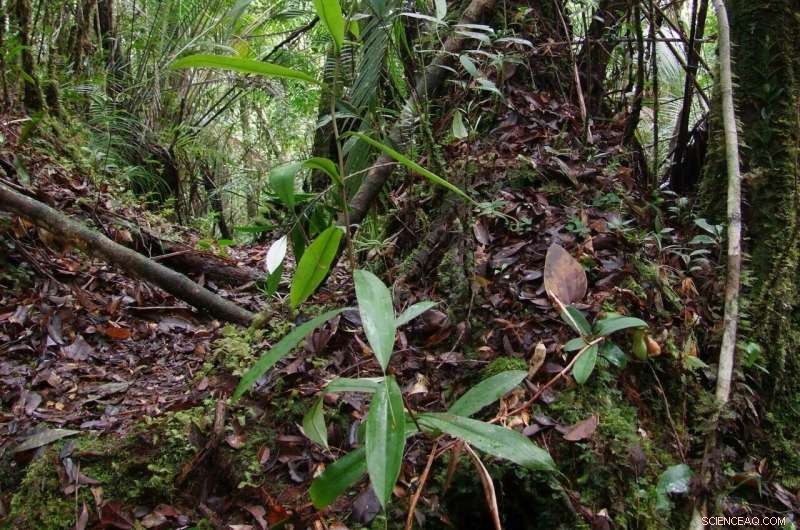 New Pitcher Plant Species Reveals Underground Carnivorous Feeding in Borneo