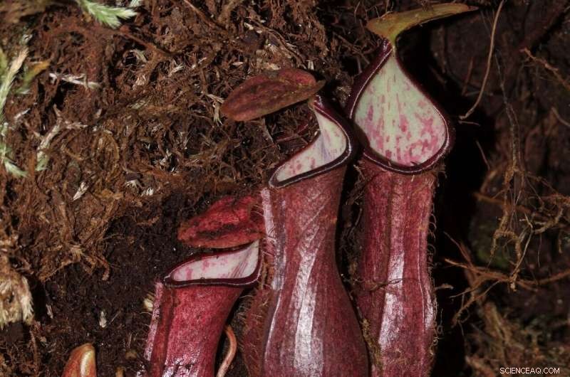 New Pitcher Plant Species Reveals Underground Carnivorous Feeding in Borneo