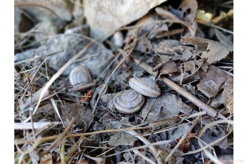 Scientists Uncover 100‑Year‑Old Microbial Communities in Rocky Mountain Snail Guts