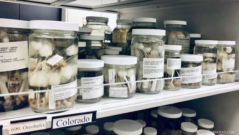 Scientists Uncover 100‑Year‑Old Microbial Communities in Rocky Mountain Snail Guts