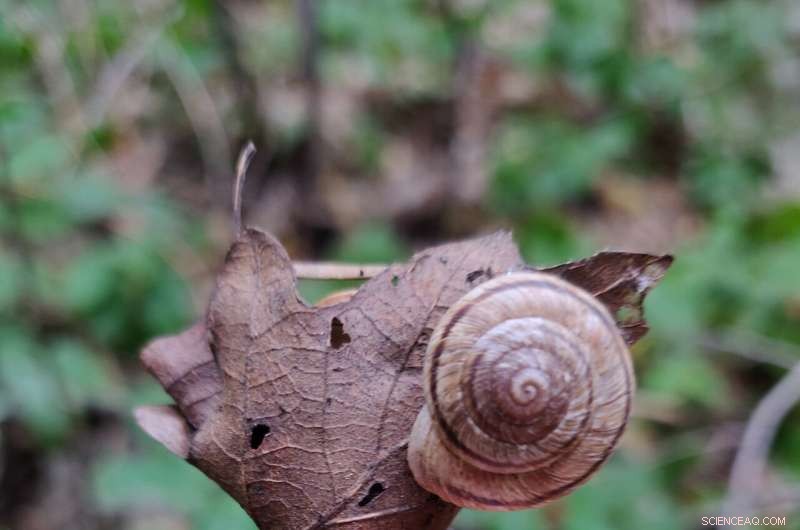 Scientists Uncover 100‑Year‑Old Microbial Communities in Rocky Mountain Snail Guts