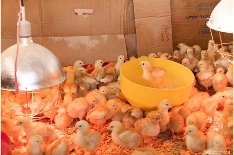 AI-Enhanced Detection of Chick Distress Calls in Large Poultry Farms