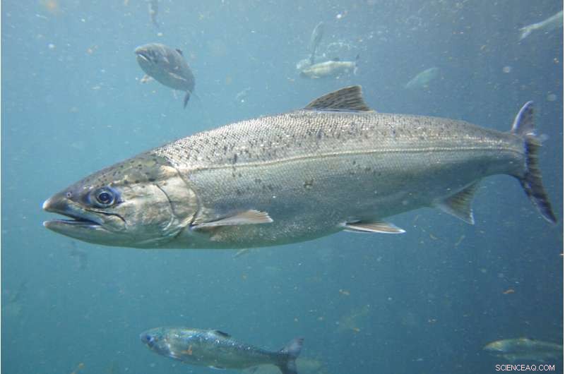 Coho Salmon Protect Each Other: How Schooling Reduces Predation Risk