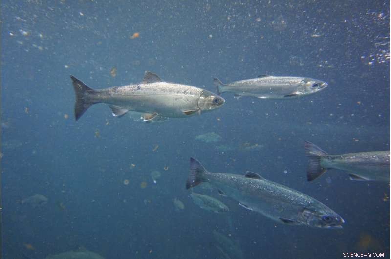 Coho Salmon Protect Each Other: How Schooling Reduces Predation Risk