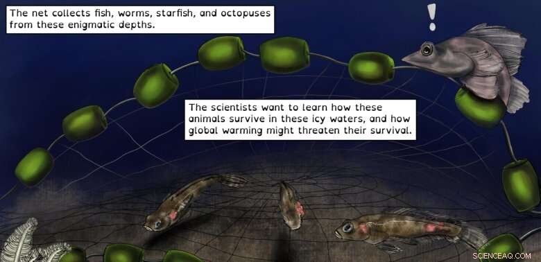 Could Climate Change Be Driving a Deadly Fish Disease Outbreak in Antarctica?