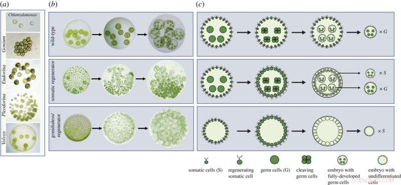 Assessing the Environmental Cost of Cheating in Simple Multicellular Organisms