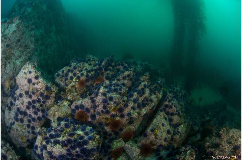Sea Urchin Behavior Drives Kelp Forest Loss and Regrowth on Monterey Peninsula